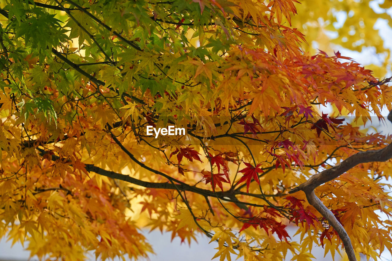 Autumn Autumn Colors Autumn Leaves Fall Colors Nature Autumn🍁🍁🍁 Fall Fall Leaves Maple Leaf