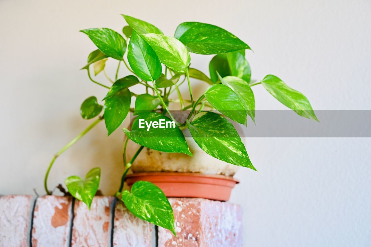 CLOSE-UP OF LEAVES IN POT