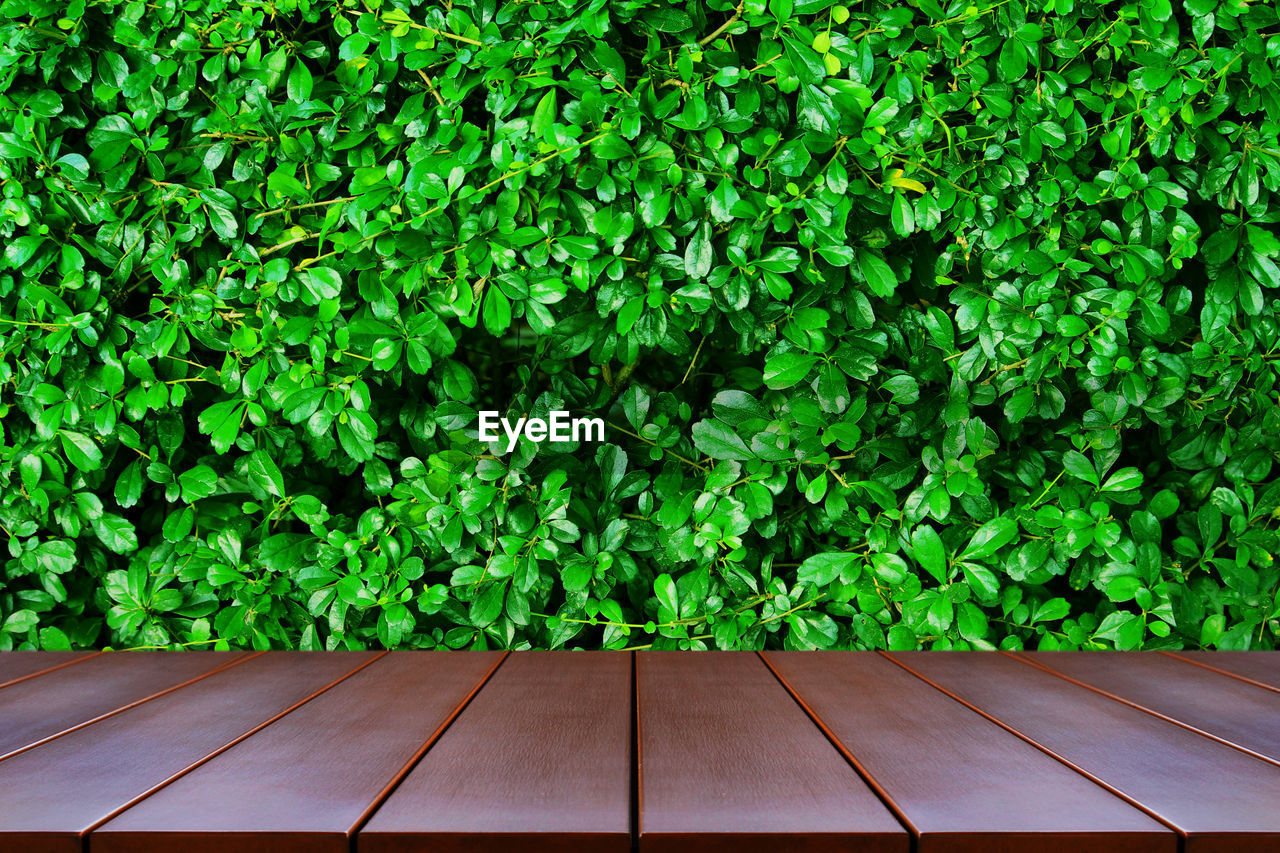 Empty wooden table space platform and nature background for product display montage.