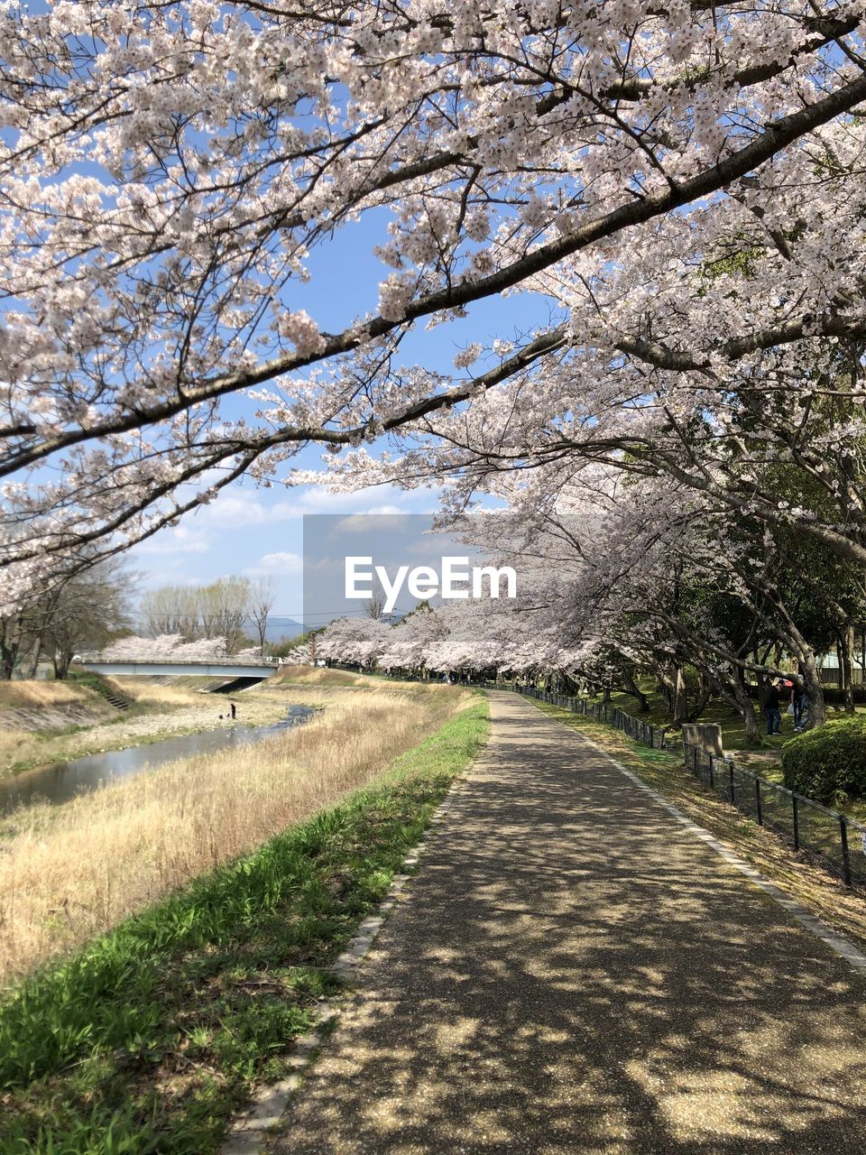 VIEW OF CHERRY BLOSSOM FROM TREE