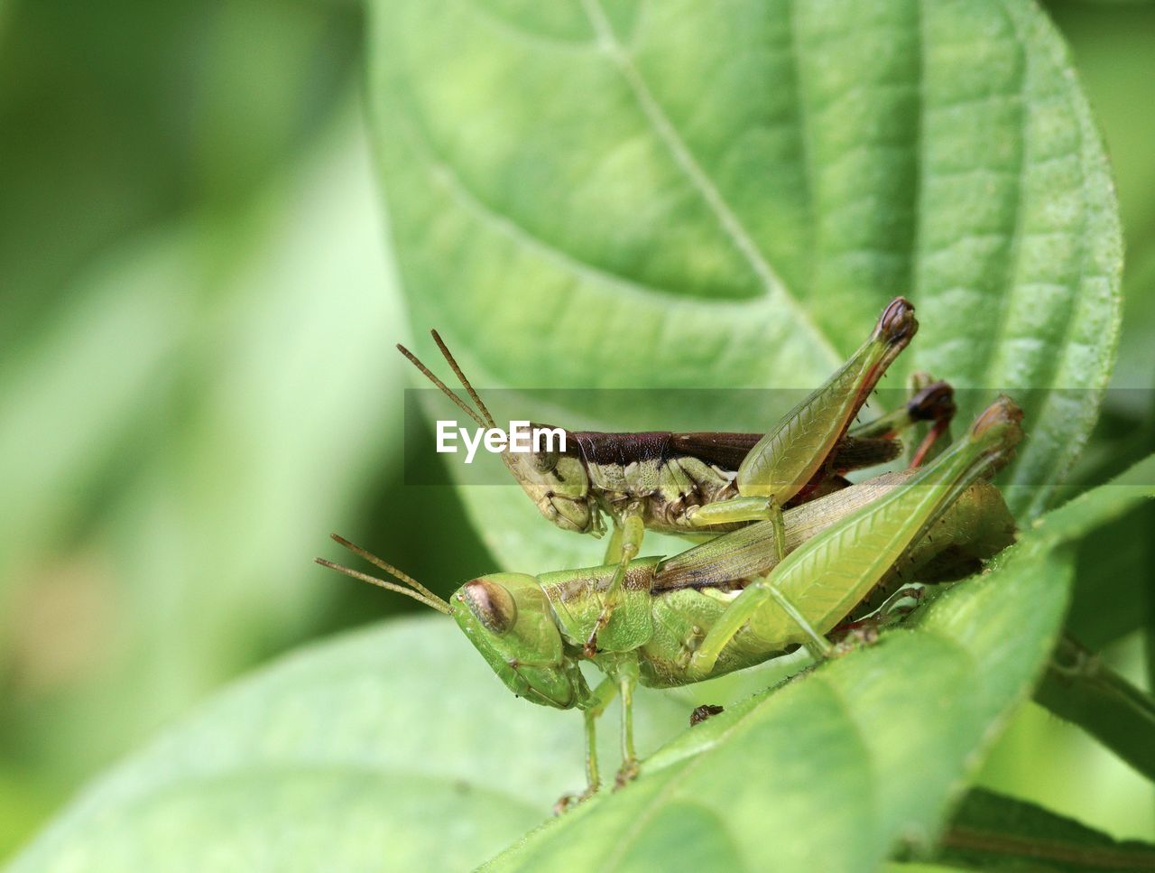 CLOSE-UP OF CATERPILLAR ON LEAF