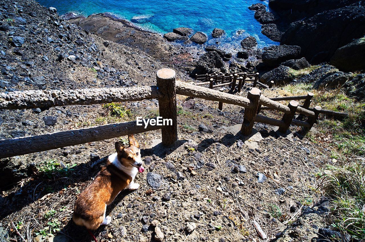 High angle view of welsh corgi by wooden railing on steps at beach