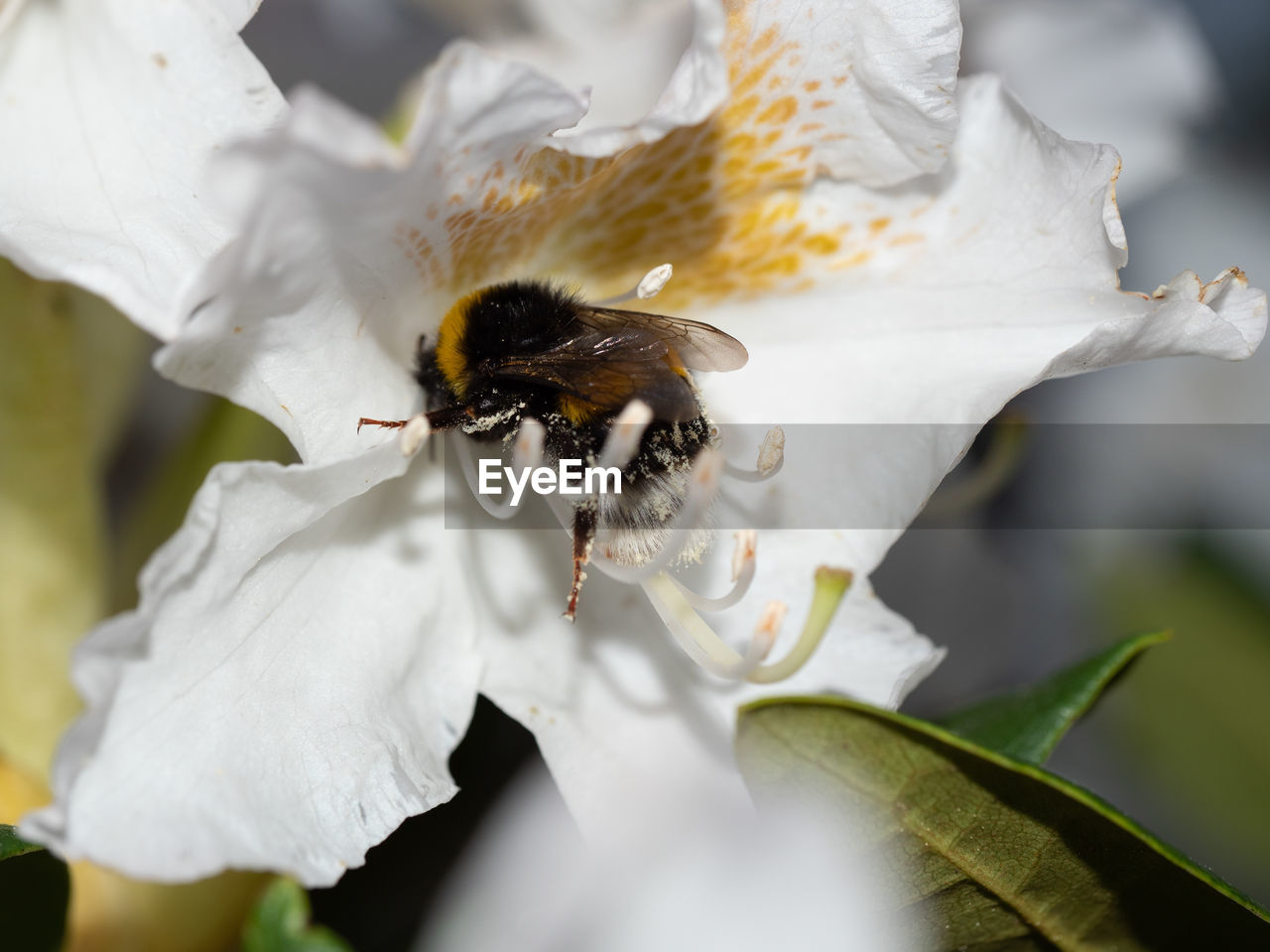 CLOSE-UP OF BEE POLLINATING FLOWER