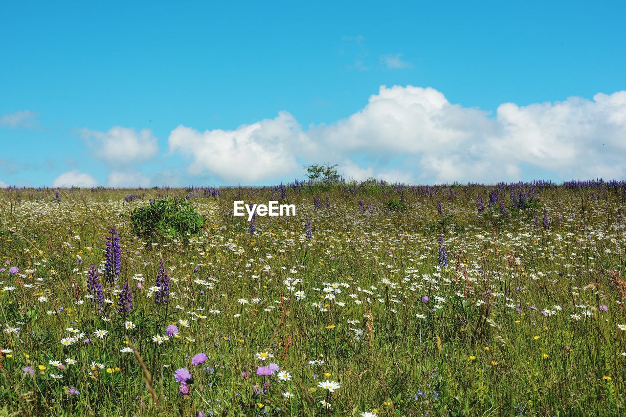 PURPLE FLOWERING PLANTS ON LAND AGAINST SKY