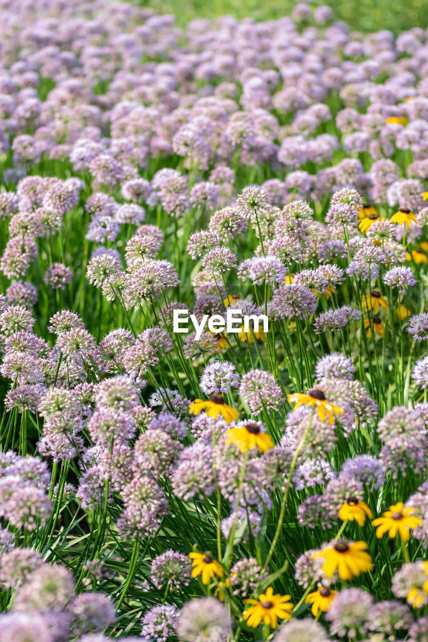 Close-up of purple flowering plants on field