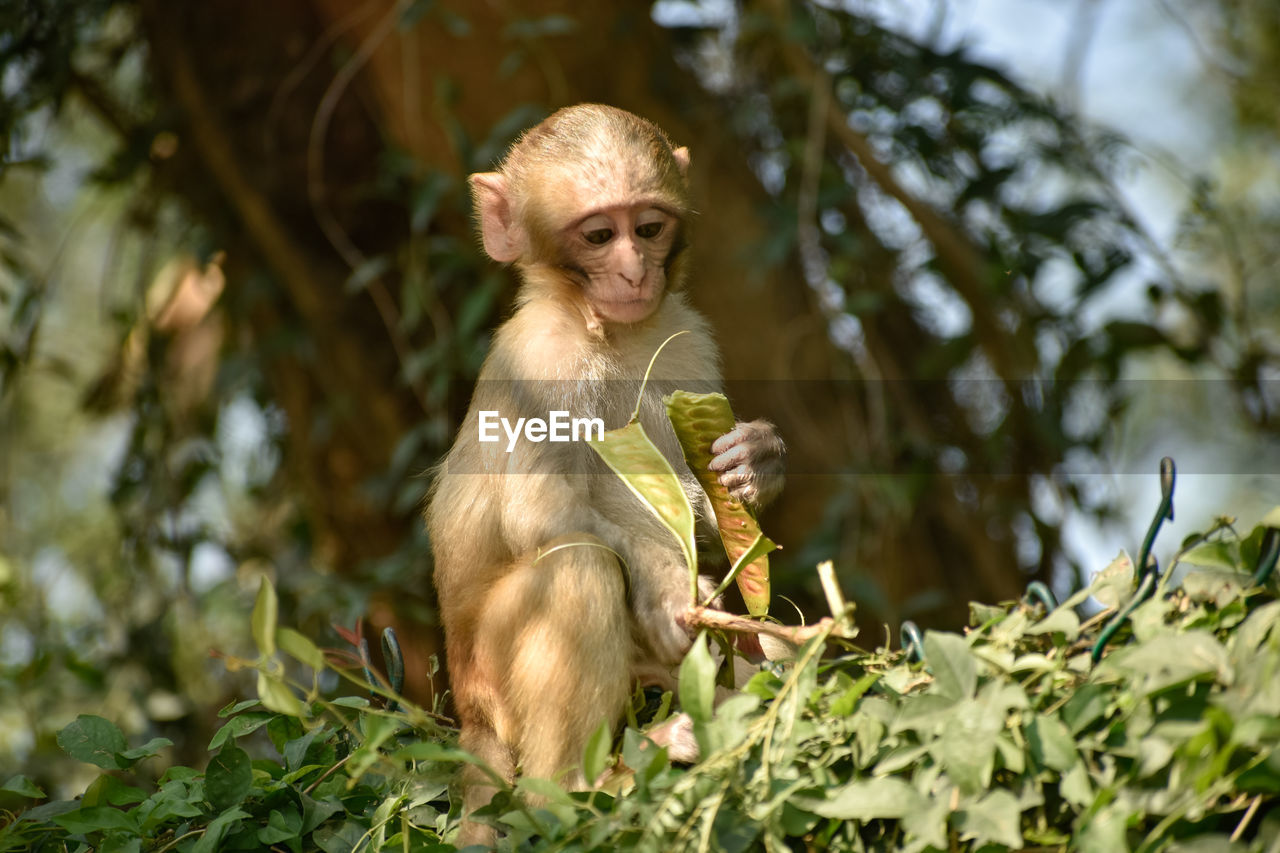 animal themes, animal, primate, monkey, mammal, wildlife, macaque, animal wildlife, jungle, plant, nature, one animal, forest, tree, ape, sitting, old world monkey, leaf, plant part, eating, new world monkey, no people, outdoors, young animal, land, looking, food, day, environment, rainforest