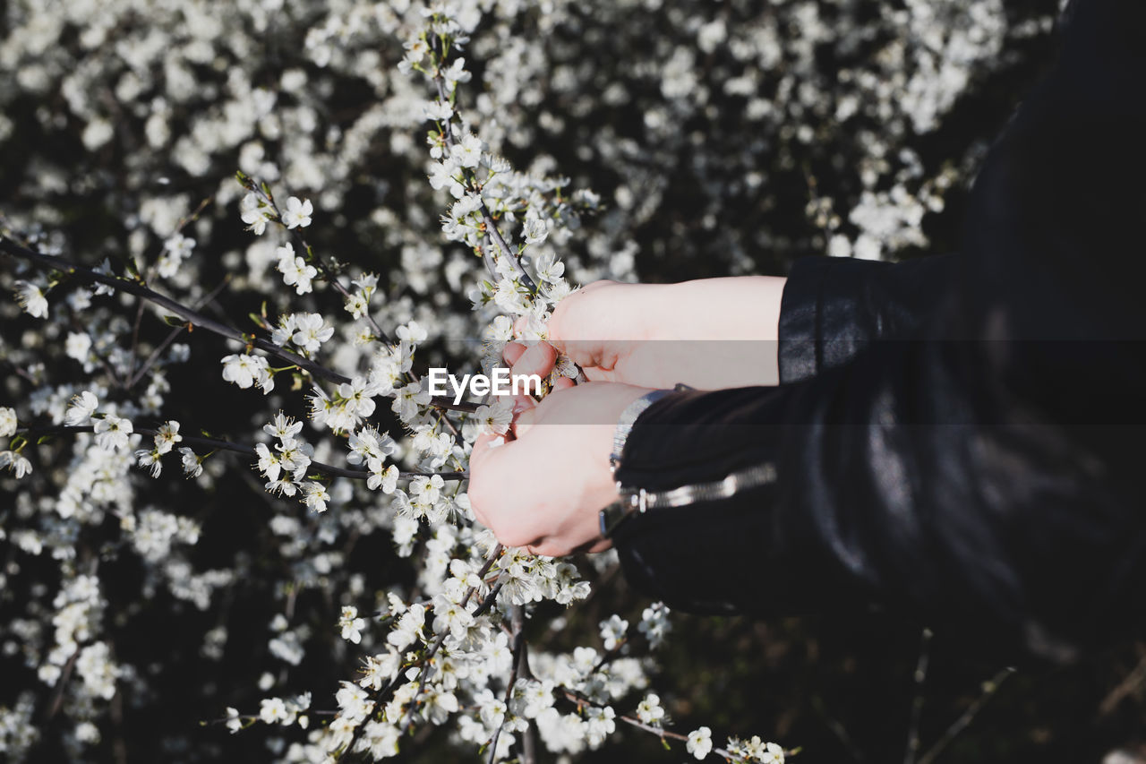 WOMAN HOLDING PINK FLOWERING PLANTS