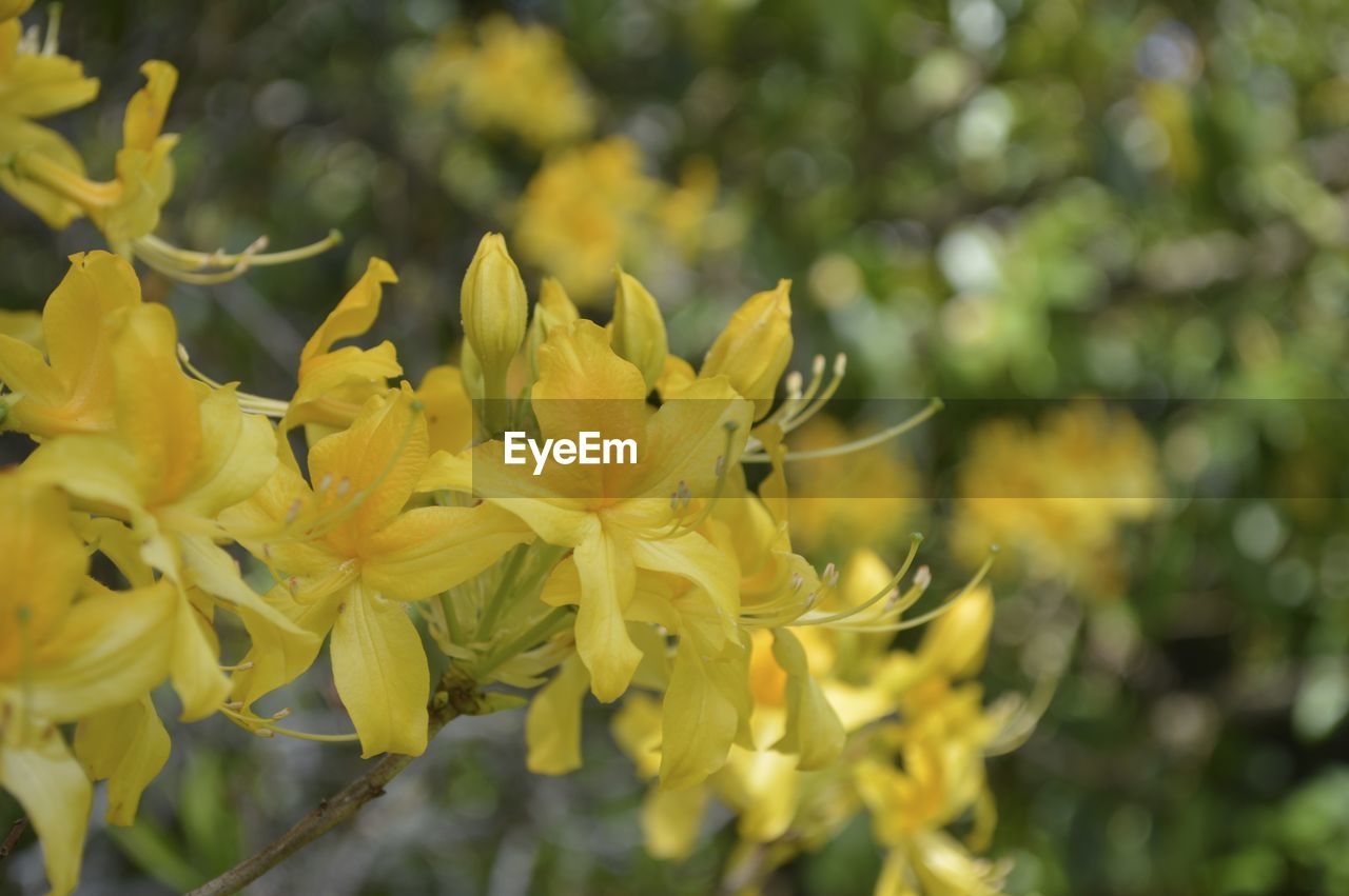 CLOSE-UP OF YELLOW FLOWERS GROWING OUTDOORS