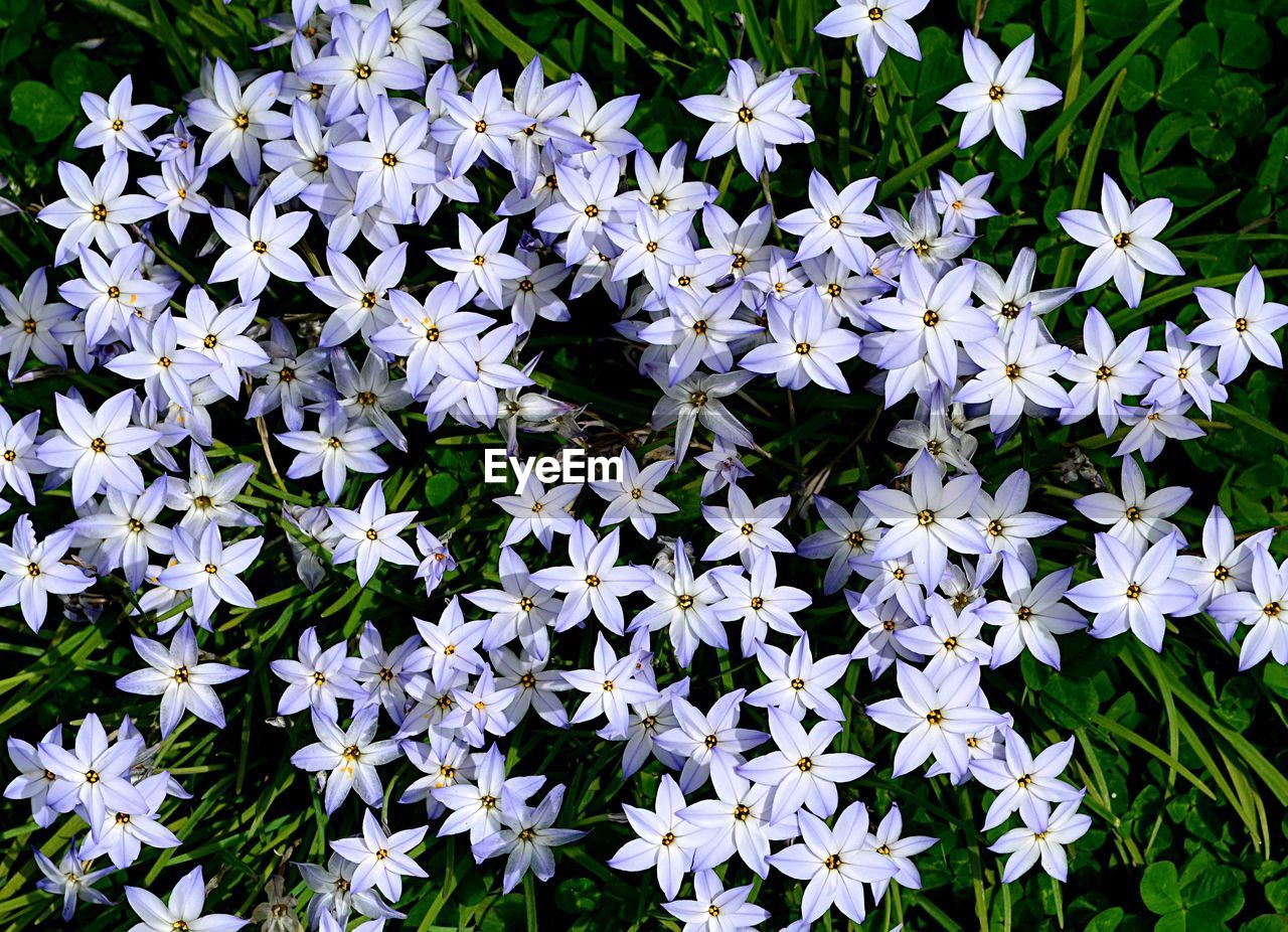 White flowers blooming outdoors