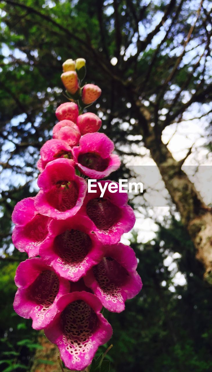 CLOSE-UP OF PINK FLOWERS BLOOMING