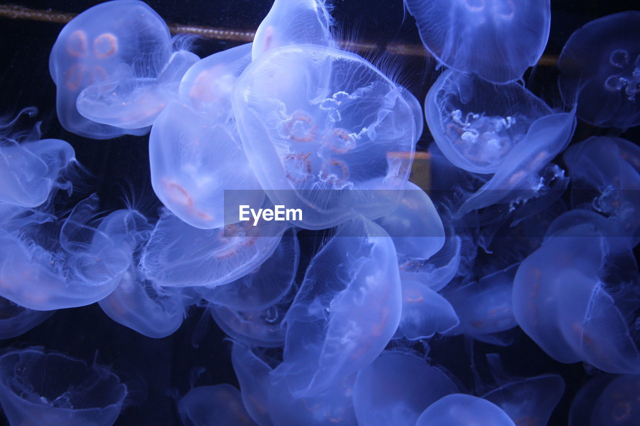 CLOSE-UP OF JELLYFISH