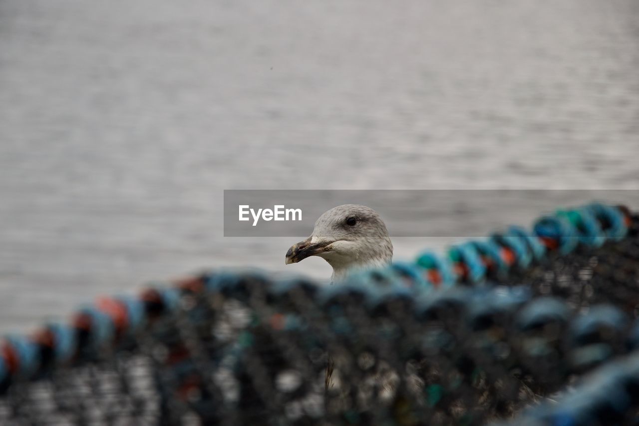 Close-up of seagull on a sea