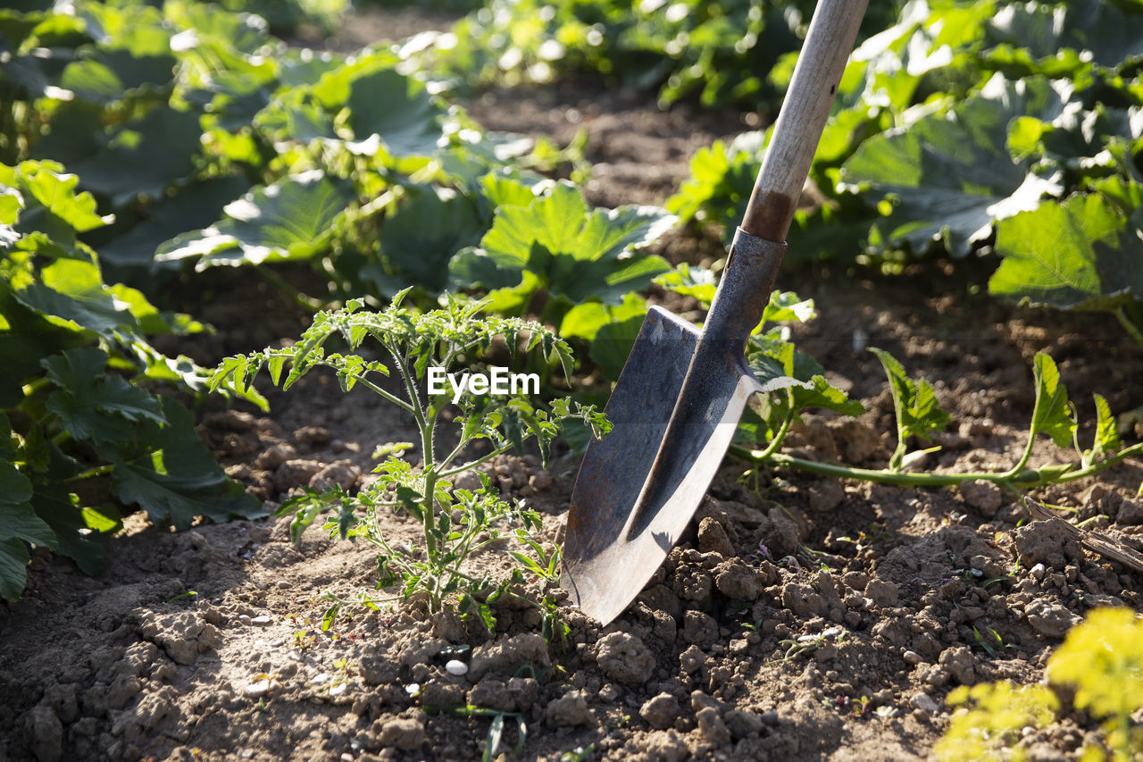 Digging the earth with a spade at countryside. caring for garden herbts. garden tools.