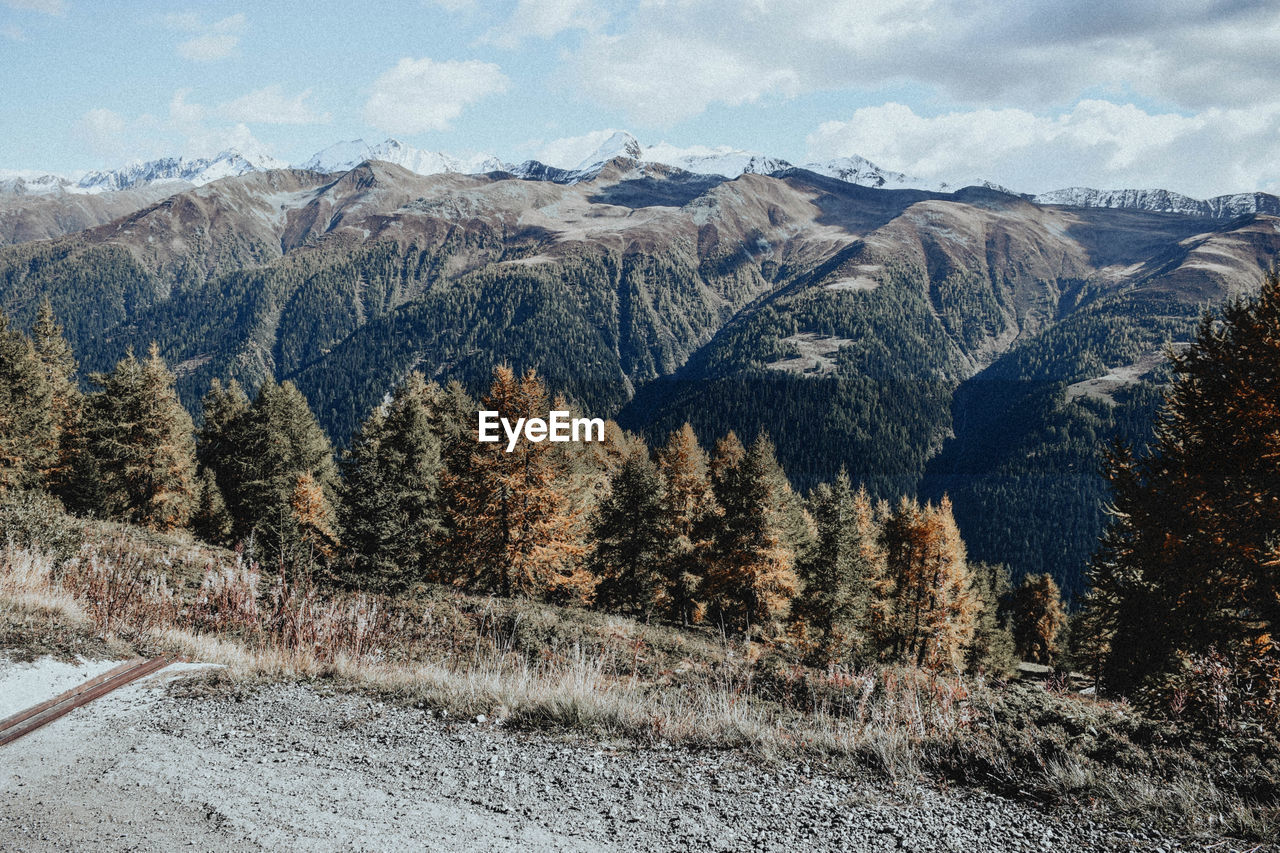 Panoramic shot of trees on landscape against sky