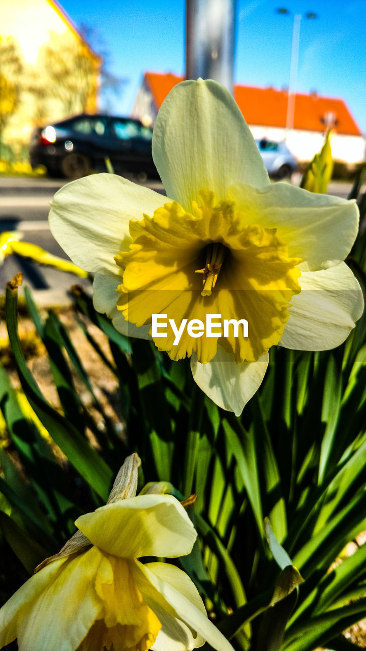 CLOSE-UP OF YELLOW DAFFODIL