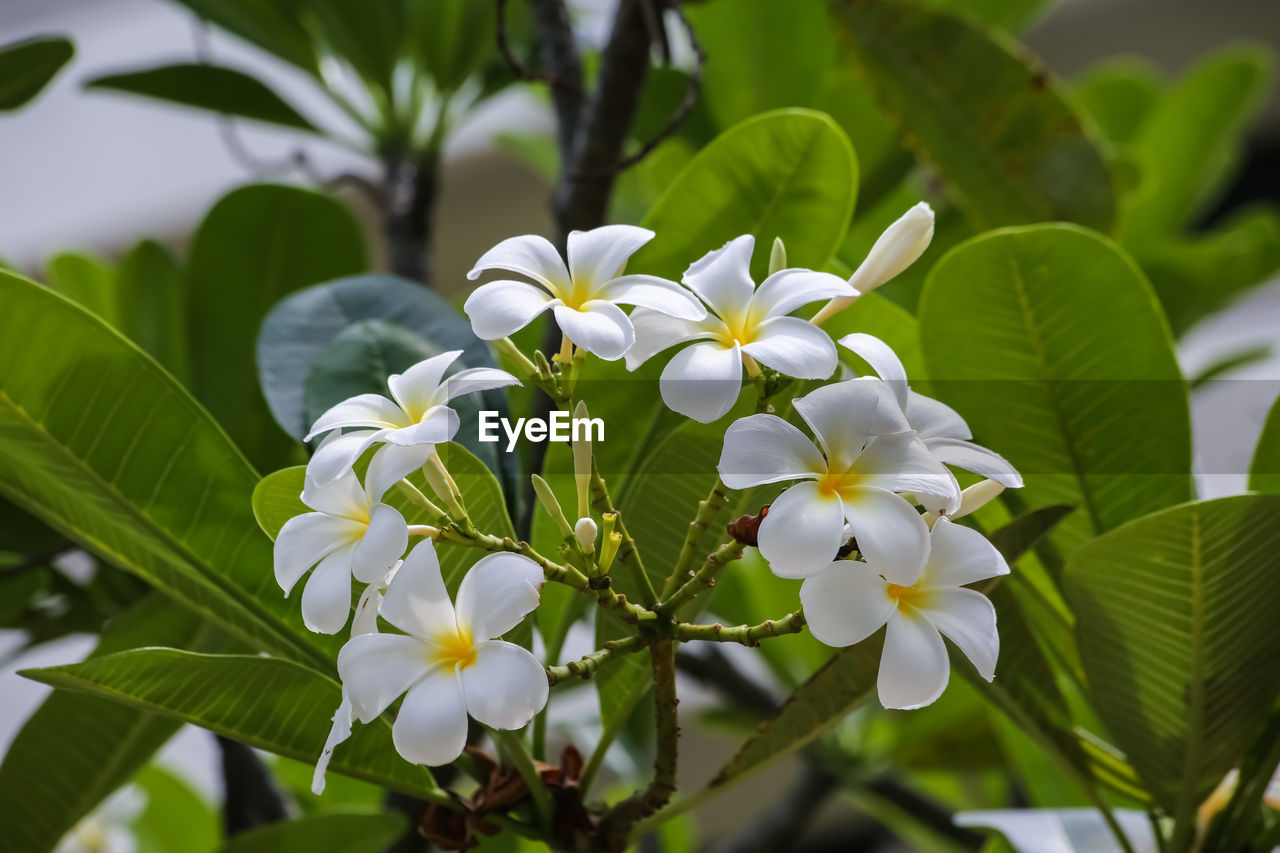 Close-up of frangipani blooming outdoors