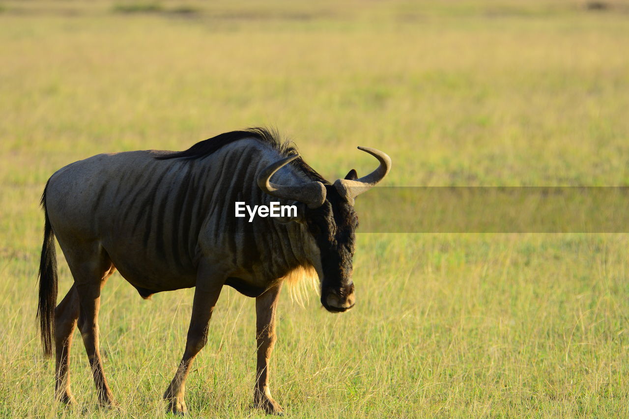 Wildebeest standing on field