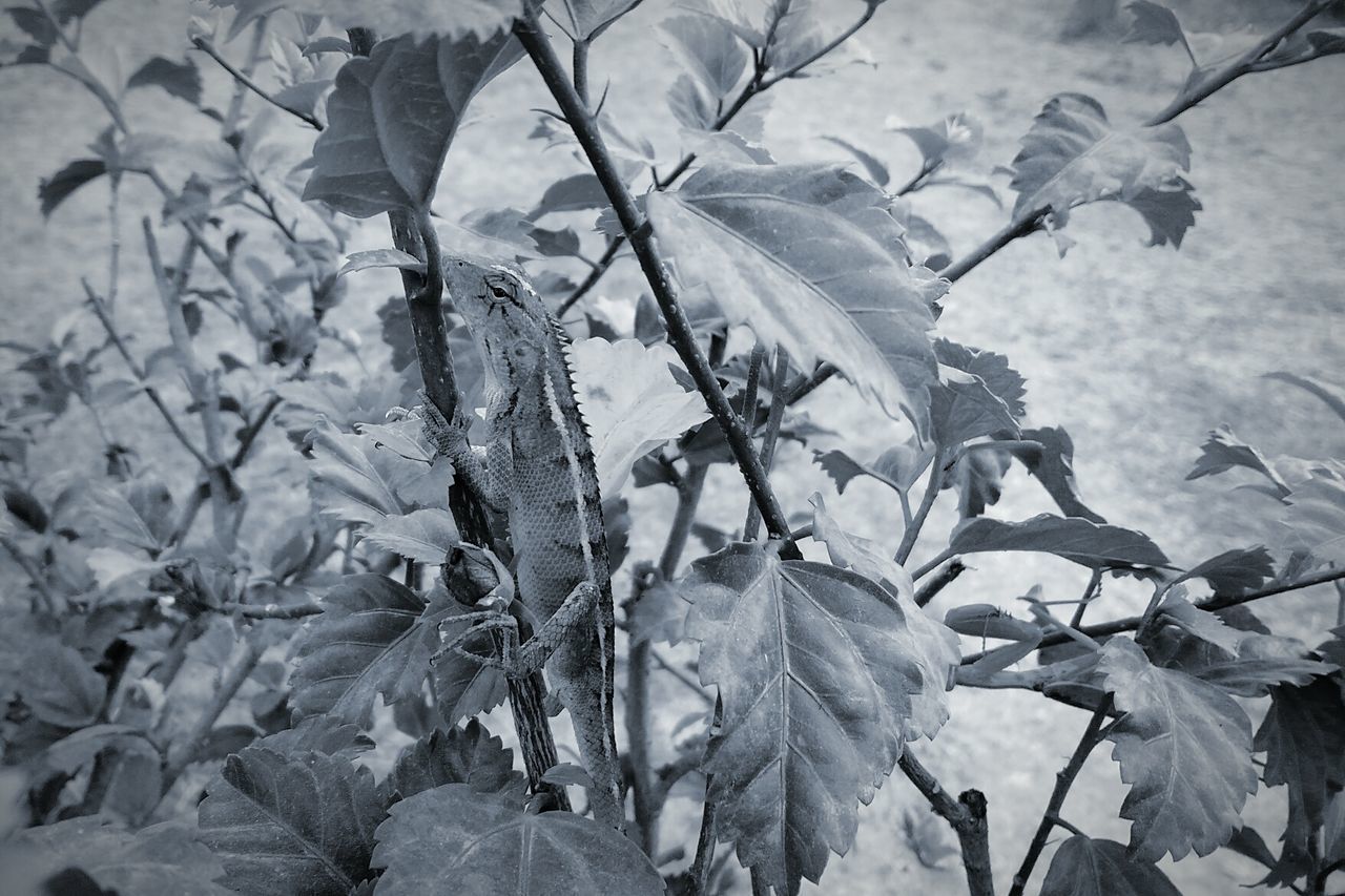 CLOSE-UP OF SNOW COVERED LEAVES