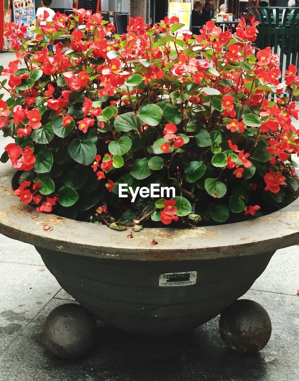 CLOSE-UP OF POTTED PLANT