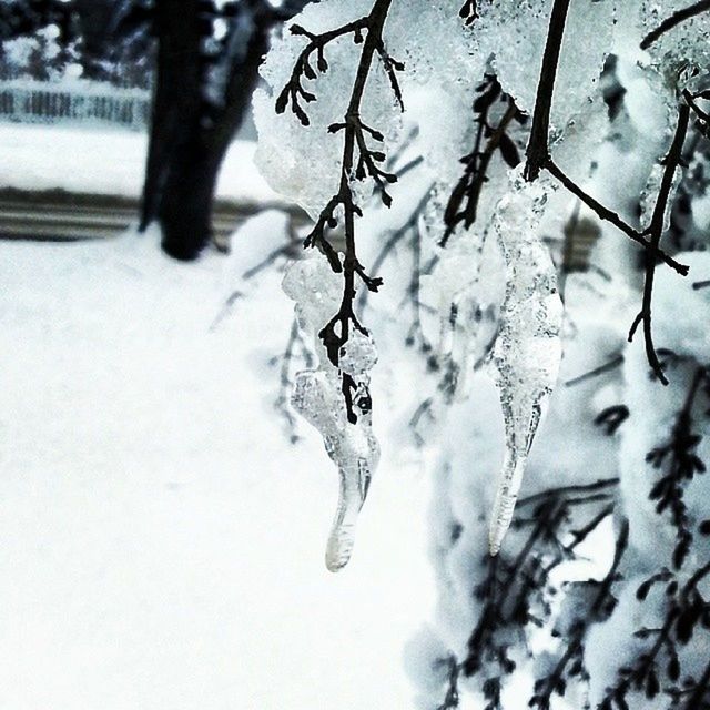 TREES COVERED WITH SNOW COVERED LEAVES