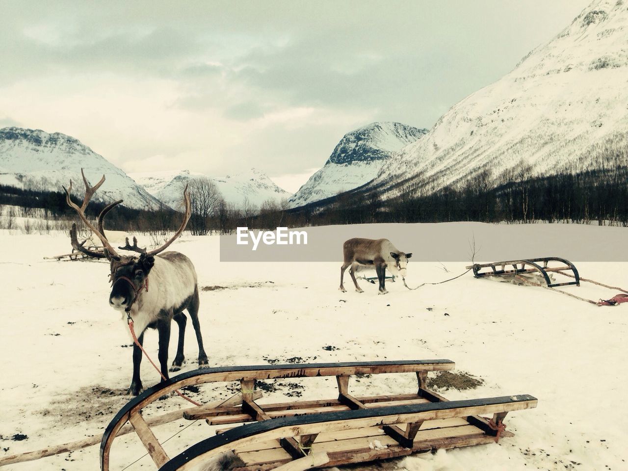 Reindeers with sleds on snow covered field by mountains