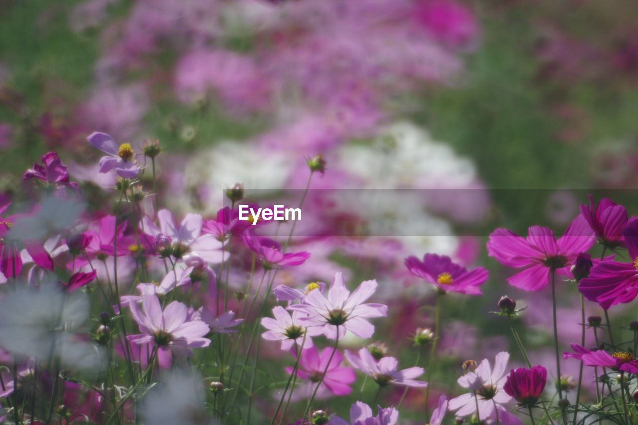 CLOSE-UP OF PINK COSMOS FLOWERS