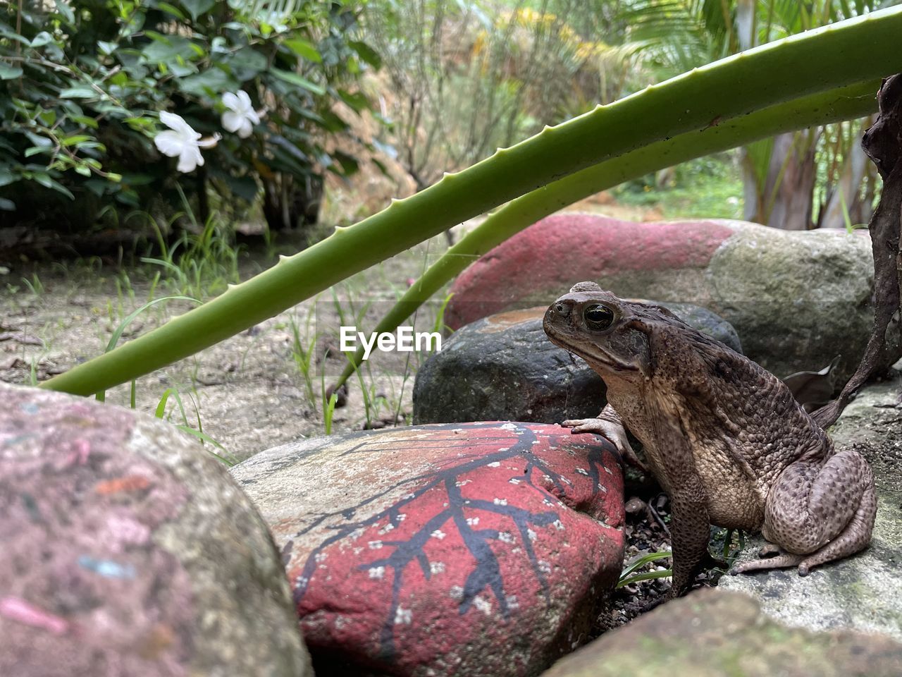 animal themes, animal, wildlife, animal wildlife, reptile, one animal, nature, plant, no people, rock, day, tree, lizard, outdoors, turtle, close-up, iguana, frog, water, animal body part