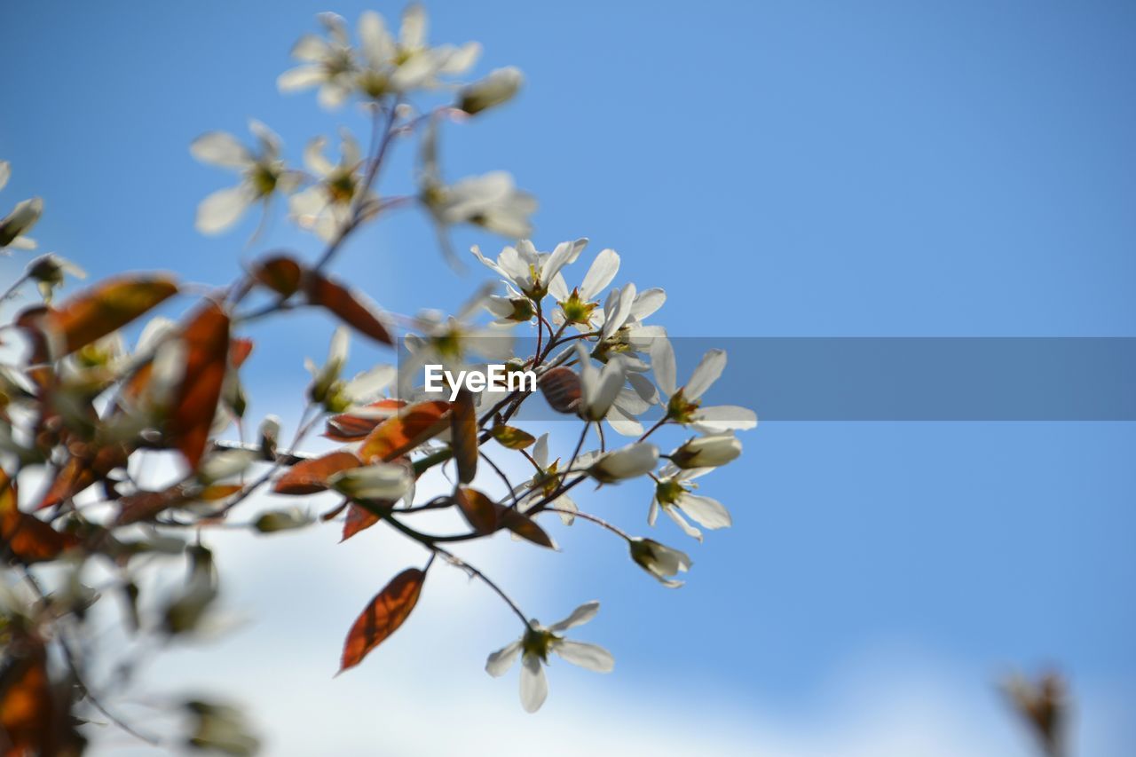Low angle view of white flowers blooming against clear blue sky