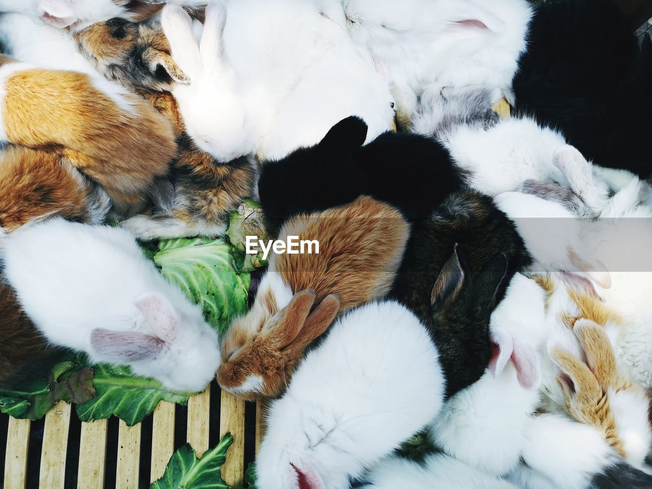 High angle view of rabbits sleeping