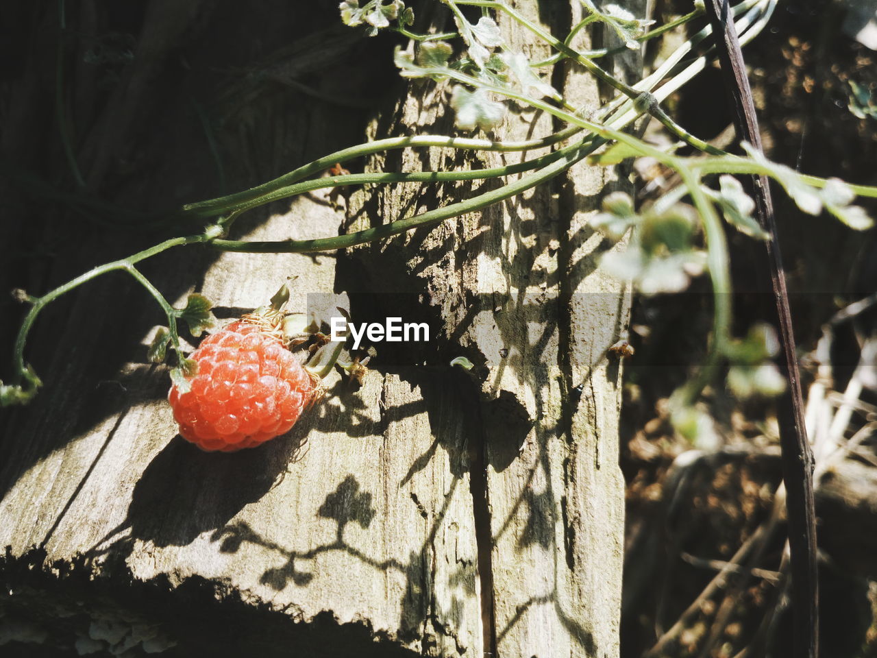 Close-up of raspberry on tree trunk