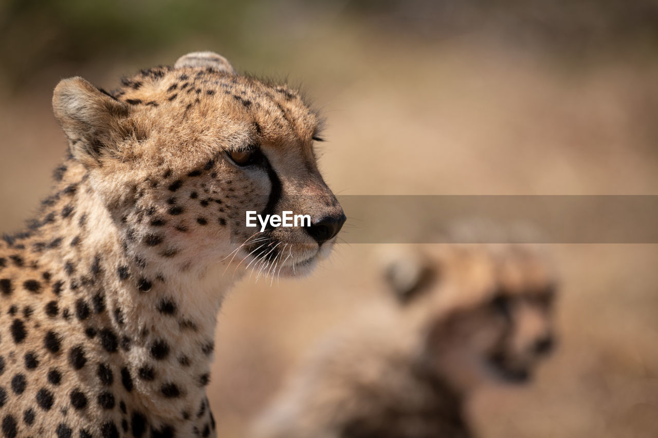 Cheetah looking away in forest