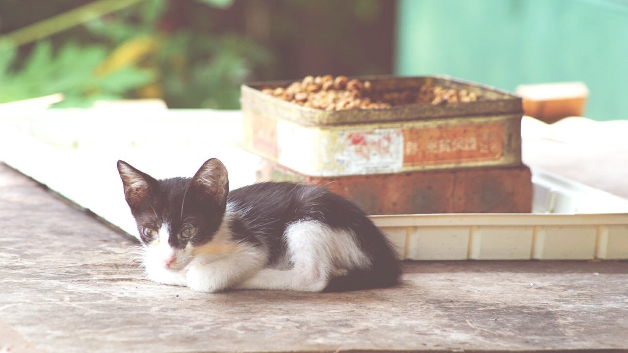 Kitten relaxing on floor