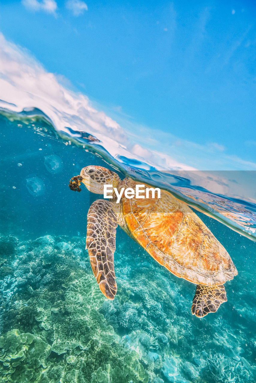 Green sea turtle eating algae in the great barrier reef