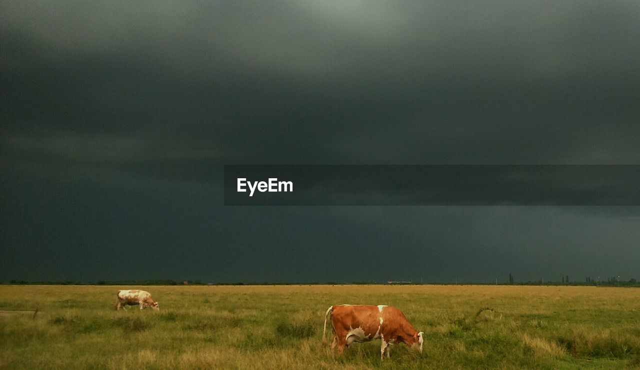 COWS GRAZING ON FIELD