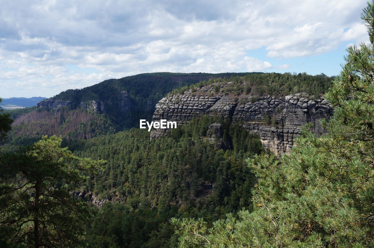 PANORAMIC SHOT OF TREES ON LANDSCAPE AGAINST SKY