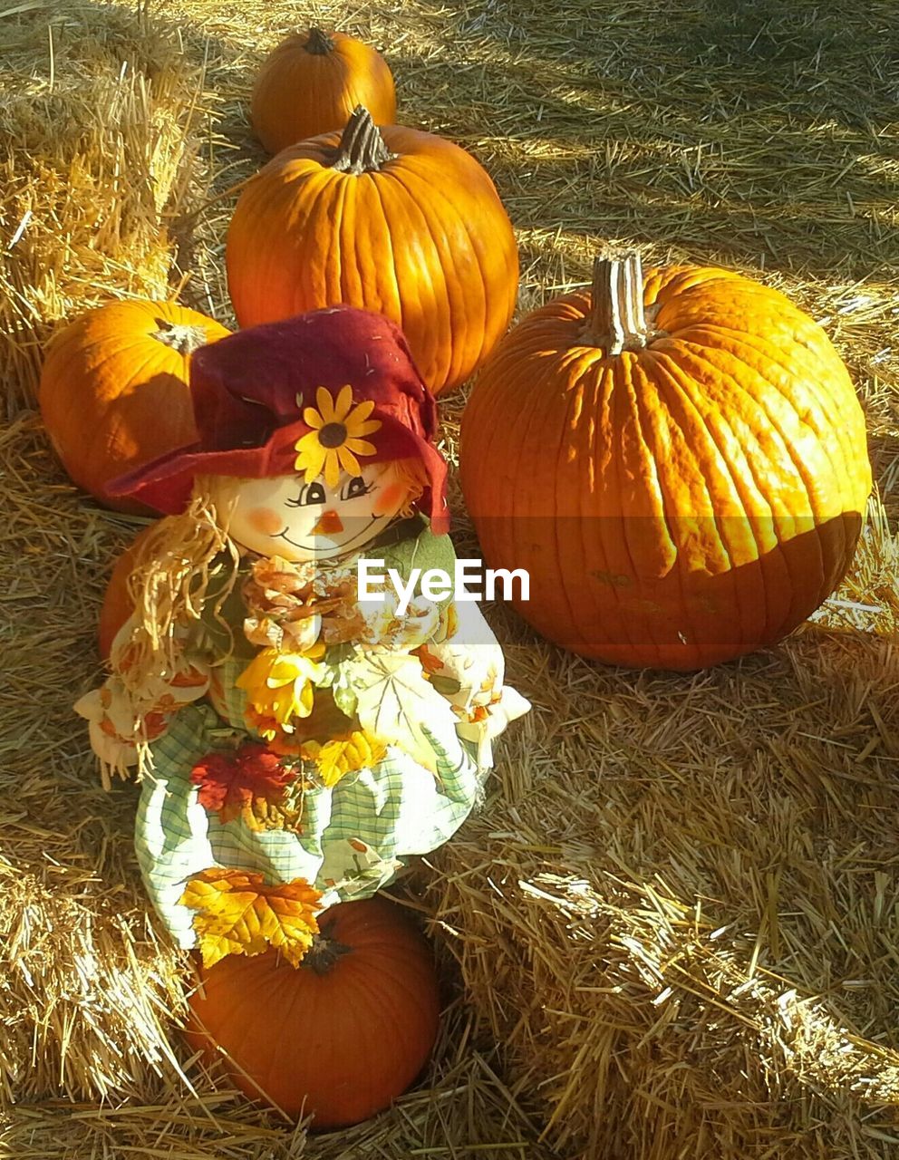 PUMPKINS ON GRASSY FIELD