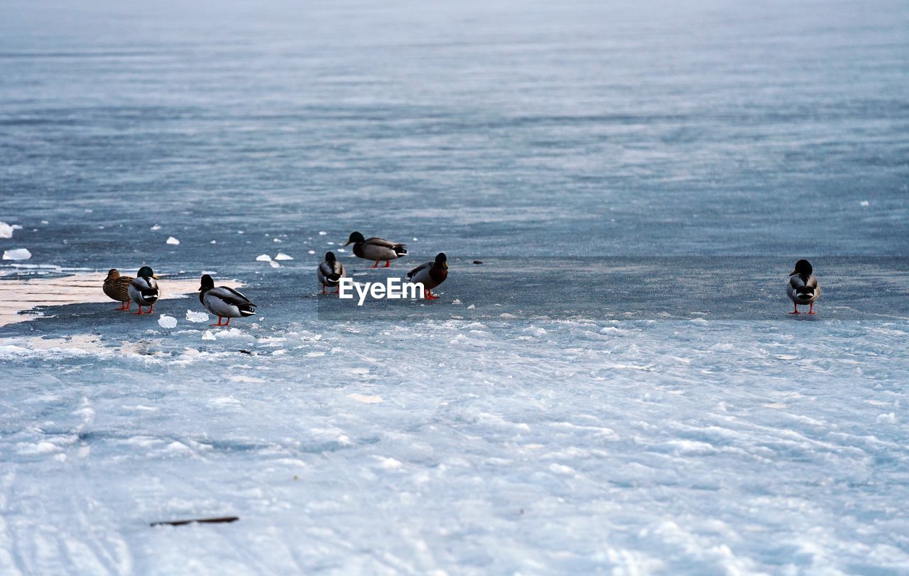 View of ducks on frozen lake