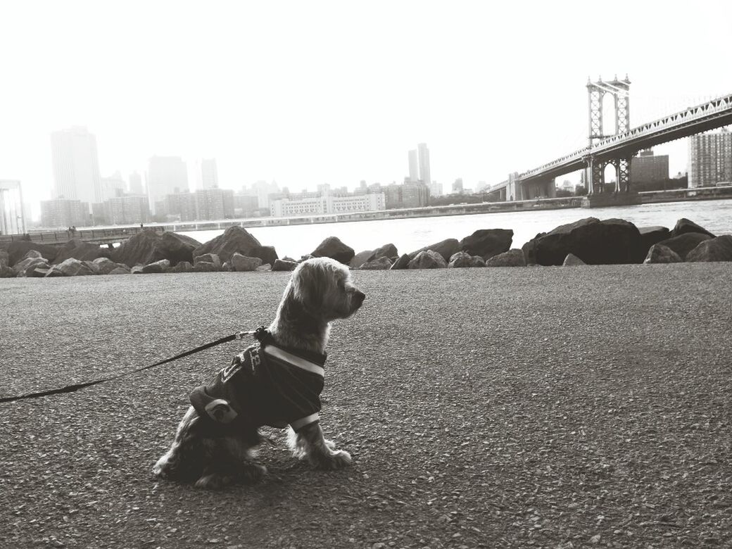 Dog on street with cloth and pet leash in city