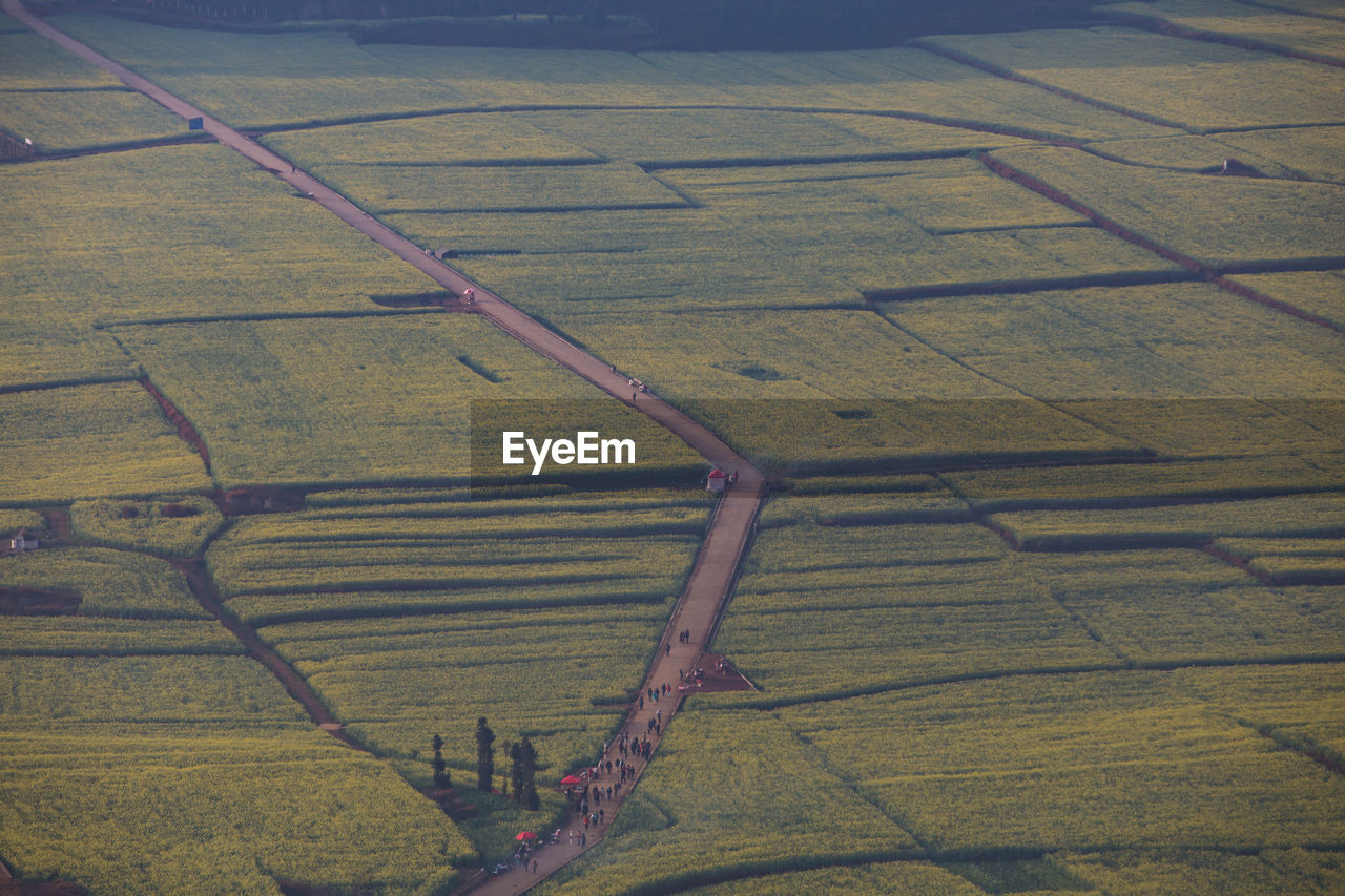 High angle view of agricultural field