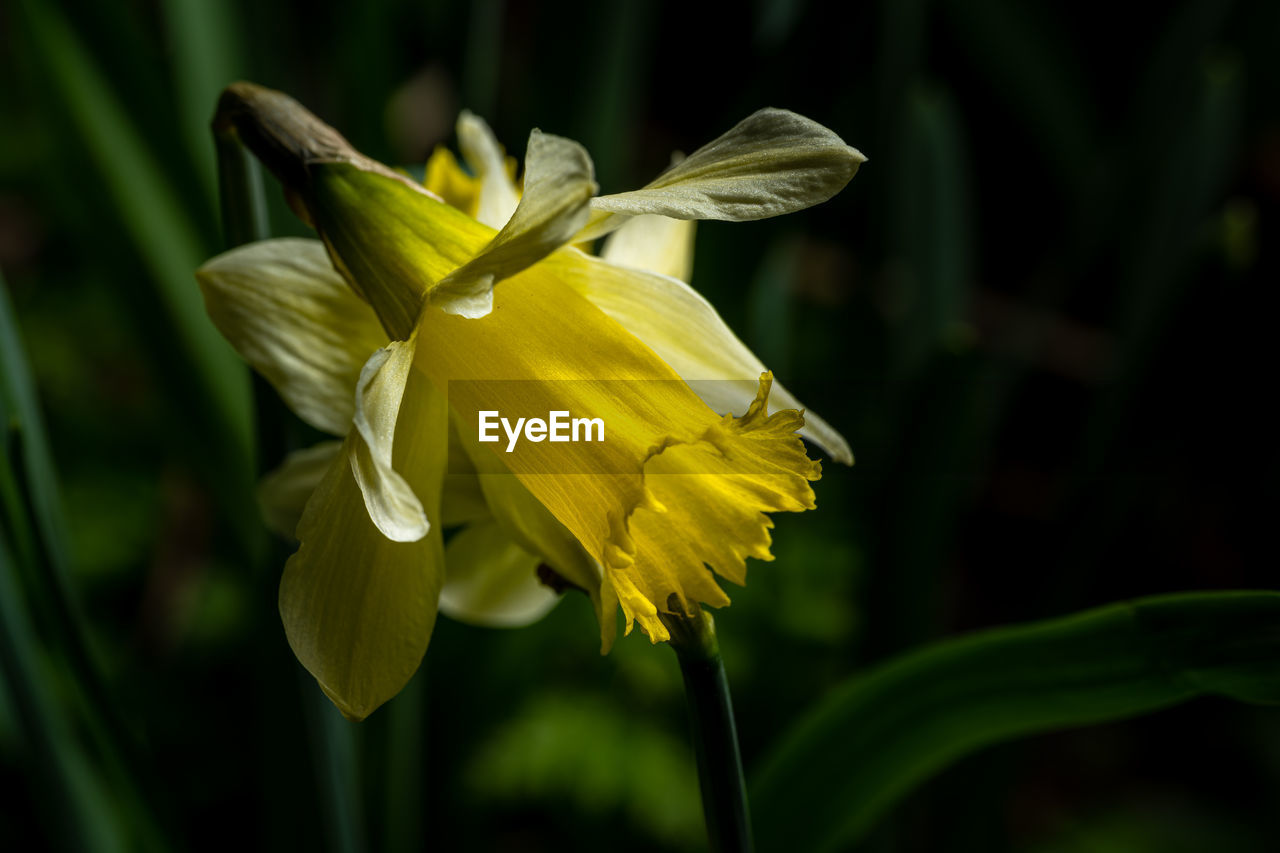 flowering plant, flower, plant, beauty in nature, freshness, yellow, petal, close-up, fragility, flower head, growth, nature, narcissus, inflorescence, macro photography, focus on foreground, plant stem, no people, daffodil, iris, springtime, green, blossom, outdoors, botany