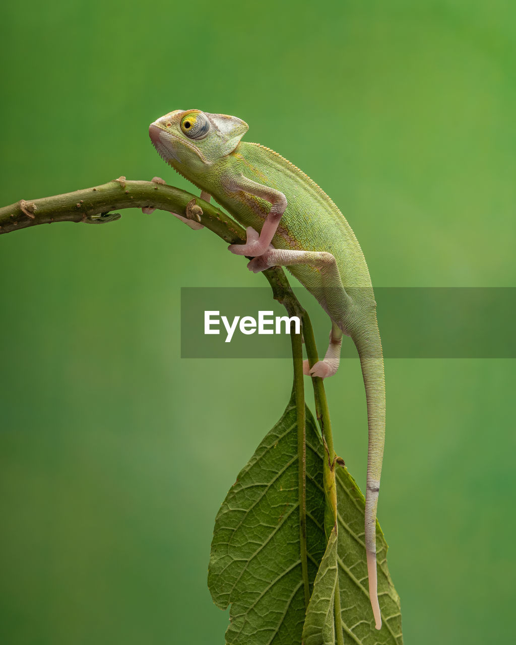 animal themes, animal, animal wildlife, one animal, green, reptile, wildlife, lizard, macro photography, chameleon, no people, plant, tree, nature, close-up, branch, plant part, focus on foreground, green background, leaf, day, anole, outdoors, animal body part, side view, insect