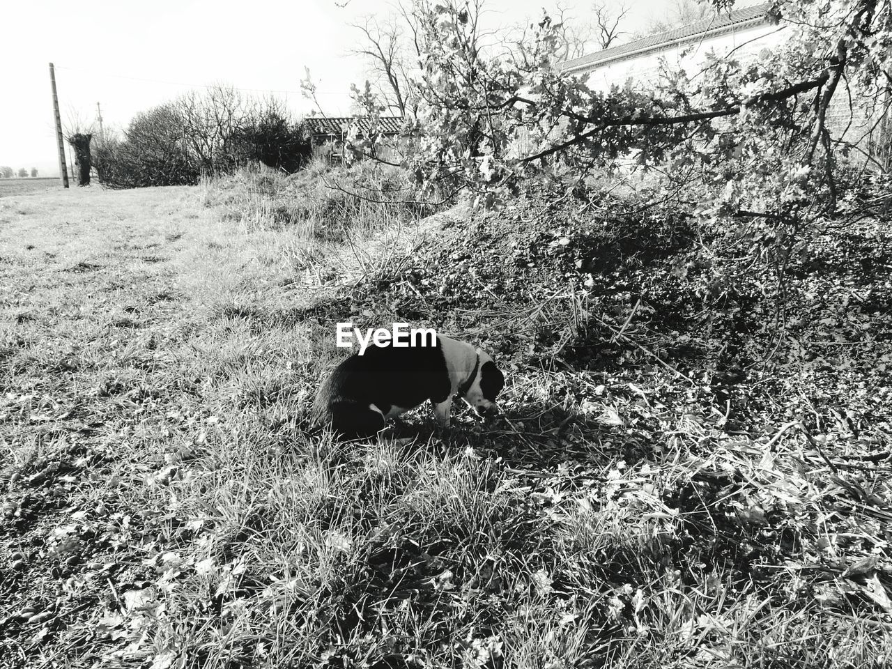 High angle view of dog eating grass on field