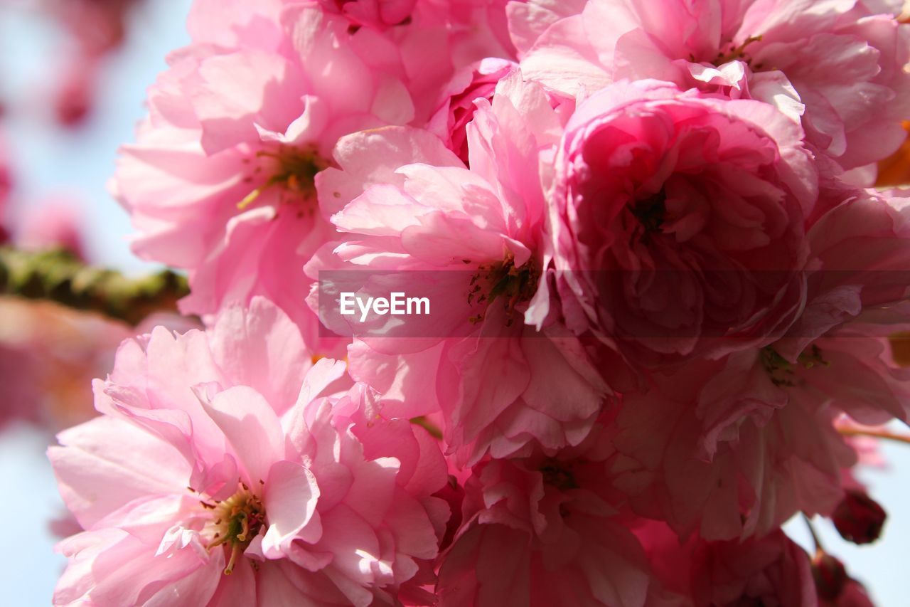 Close-up of pink cherry blossoms