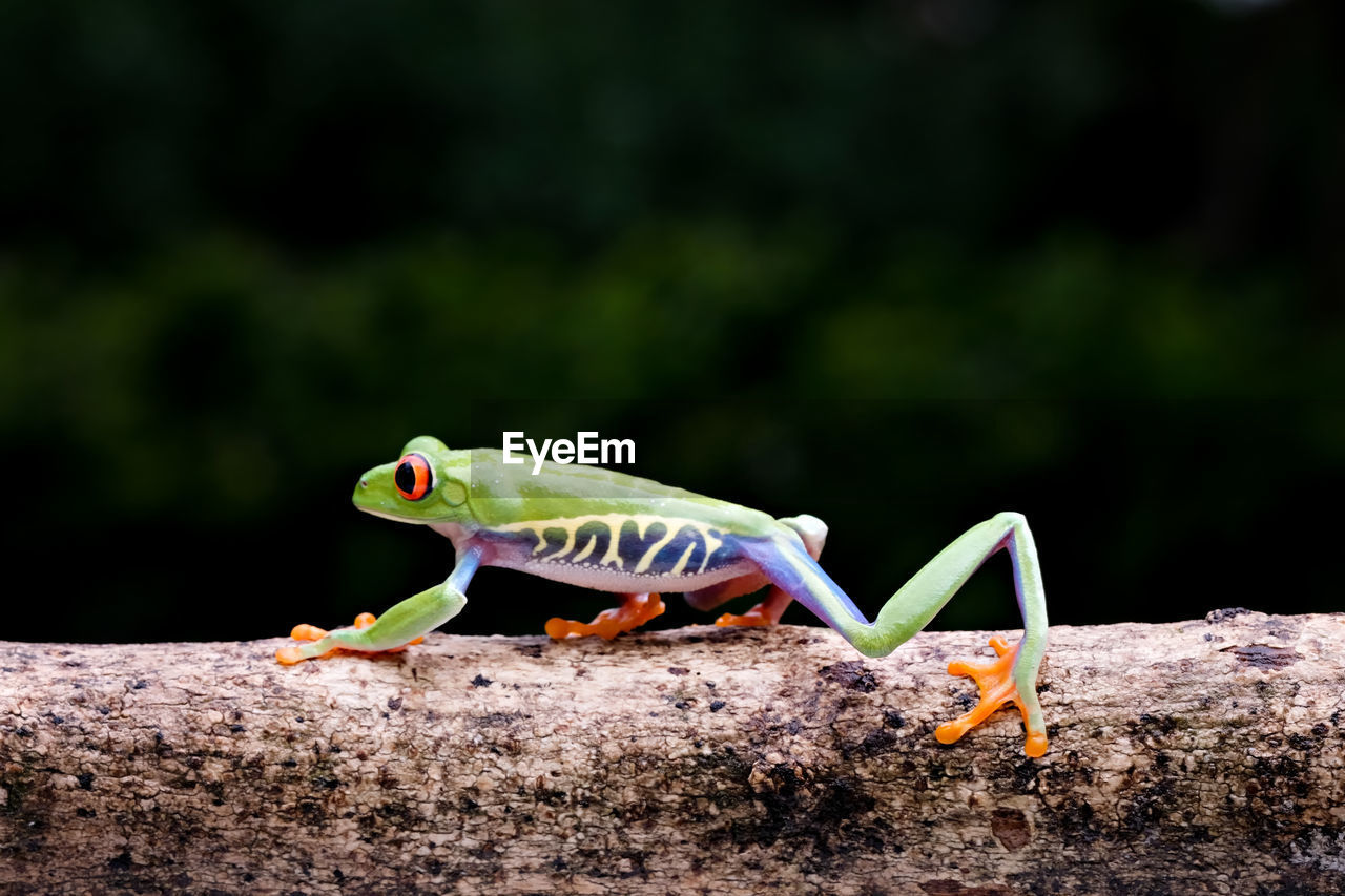 The frog is walking on the tree branch