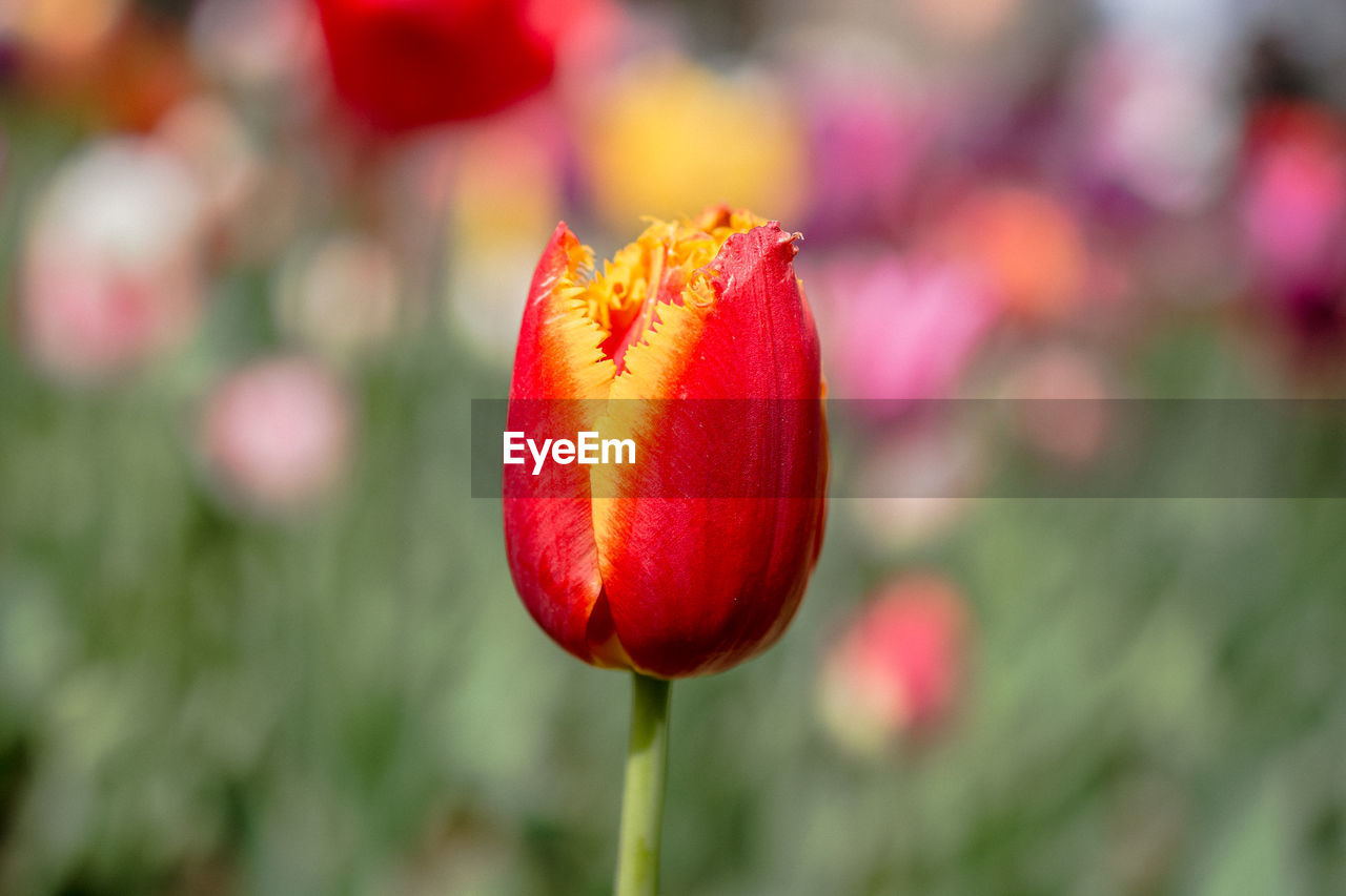 CLOSE-UP OF RED FLOWER BUD