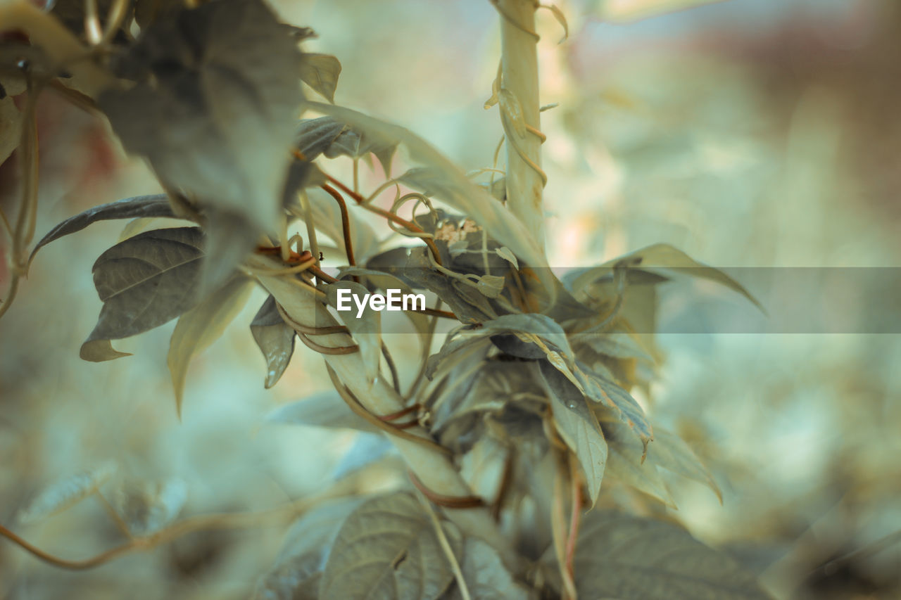 Close-up of dried leaves