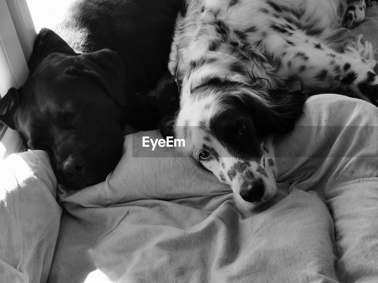 Dog lying down on bed