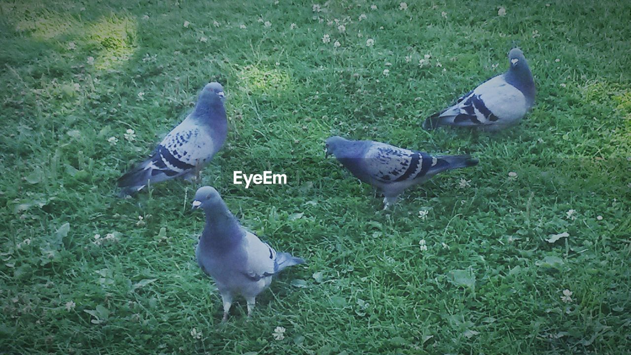 Close-up of pigeons in field