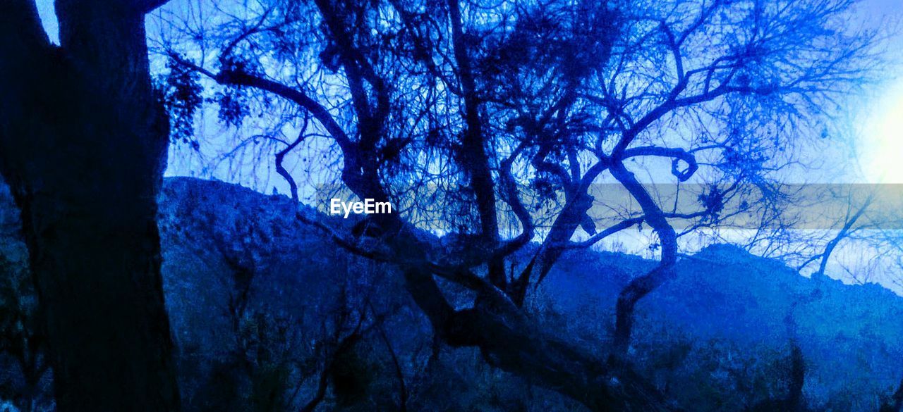 LOW ANGLE VIEW OF TREES AGAINST MOUNTAIN