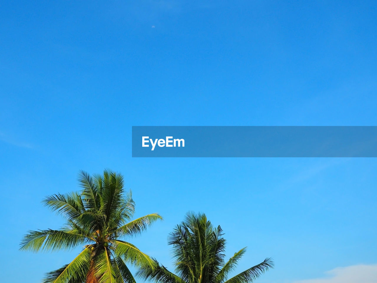 Low angle view of palm trees against clear blue sky